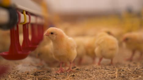 curious and fuzzy young chickens in a barn