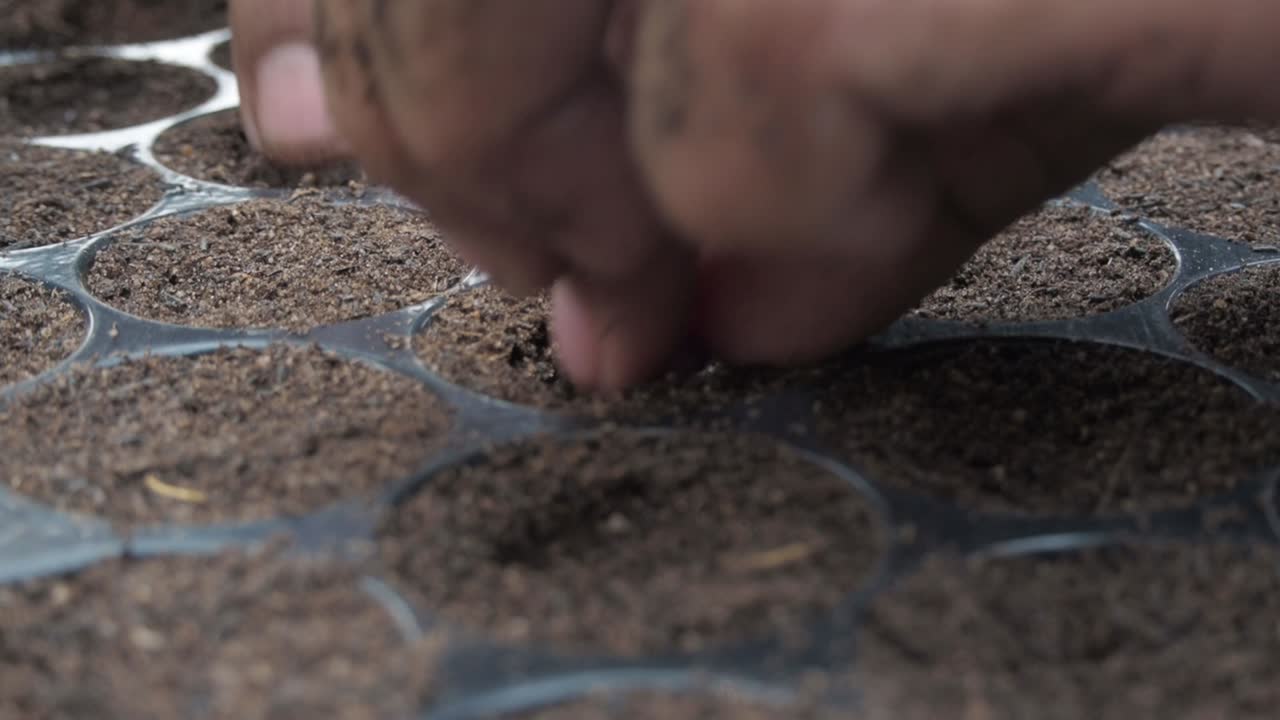 manos de mujer plantando semillas en suelo de jardín en la bandeja de plántulas en siem reap, camboya