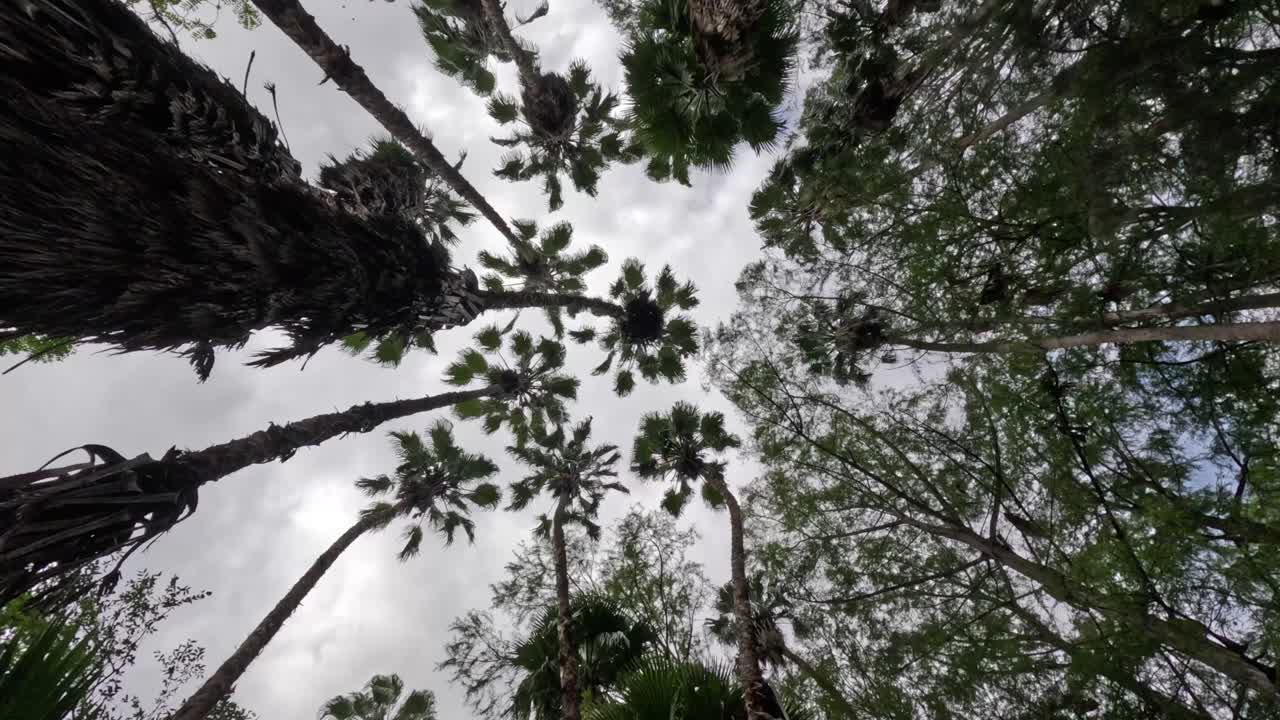 Midnght look from the bottom to the top of the trees, the movements of the river and high trunks.