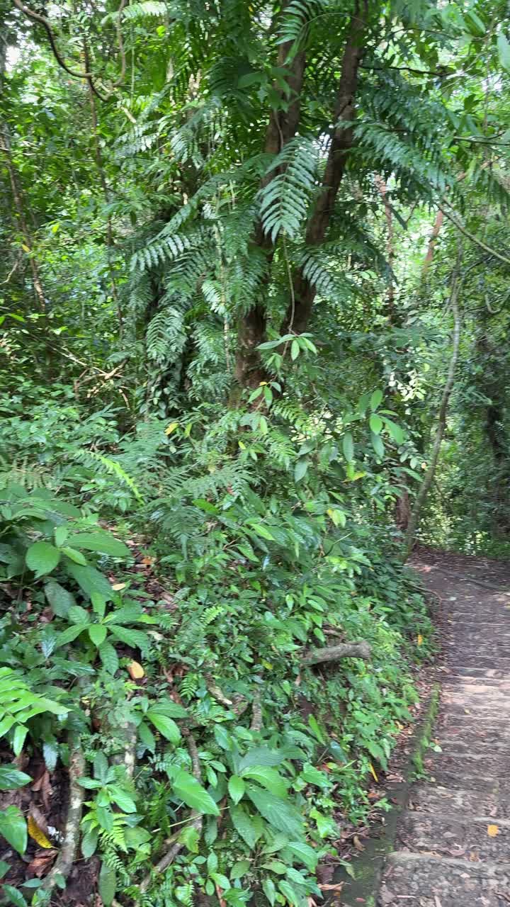 Fitta foresta verde con una scalinata in pietra discendente.