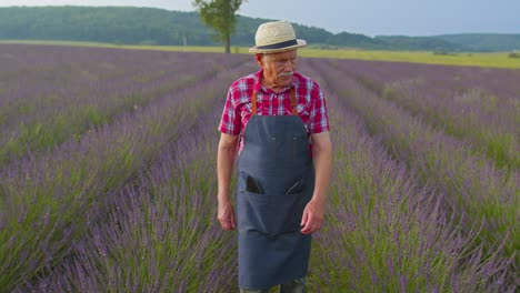 Abuelo-Mayor-Hombre-Agricultor-Cultivando-Lavanda-En-Flores-Florecientes-Campo-De-Flores-De-Lavanda-Púrpura