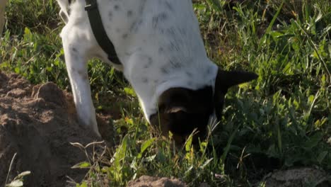 A-spotty-domestic-dog-pounces-on-a-mole-hill,-close-up