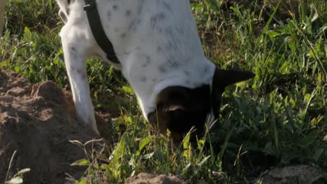 un perro doméstico manchado salta sobre una colina de topo, de cerca
