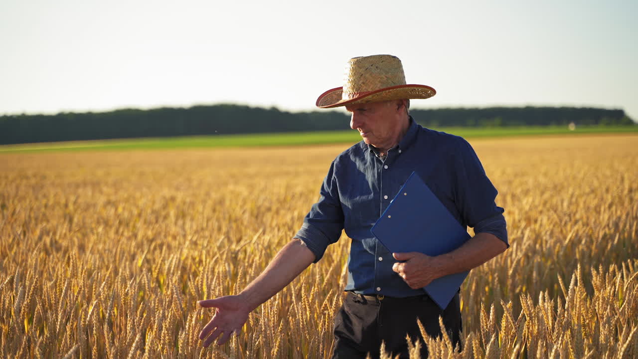 Agronomist inspecting wheat field. Man agronomist farmer in golden wheat field