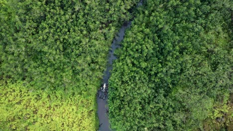 aerial top down view river in tropical jungle green rainforest