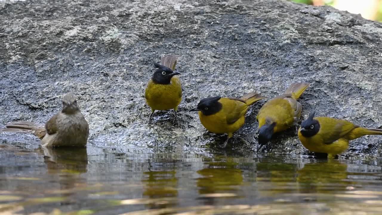 bulbuls de cresta negra, bulbul de orejas rayadas, bulbul de garganta rayada, bañándose en el bosque durante un día caluroso, pycnonotus flaviventris, pycnonotus conradi, pycnonotus finlaysoni, en cámara lenta