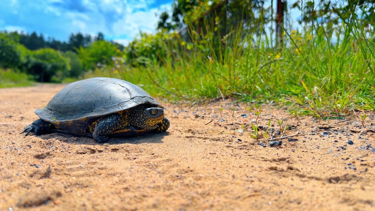Dark pond turtle with yellow spots on sandy ground. Low angle shot of a European reptile walking on a rural dirt path near a green grass field.