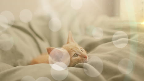 animación de manchas de luz sobre el gato mascota acostado en la cama