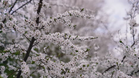 beautiful blossom tree background. white blooming flowers on branches of cherry tree in spring day. blooming scenery.