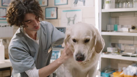 veterinarian checking golden retriever dog