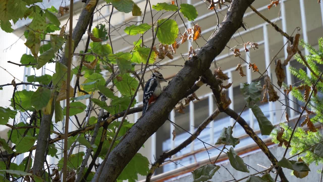 Great Spotted Woodpecker drilling a tree in urban area, static shot