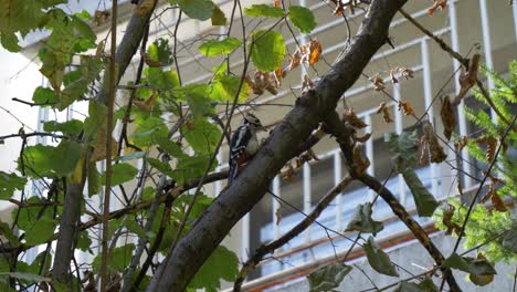 great spotted woodpecker drilling a tree in urban area, static shot