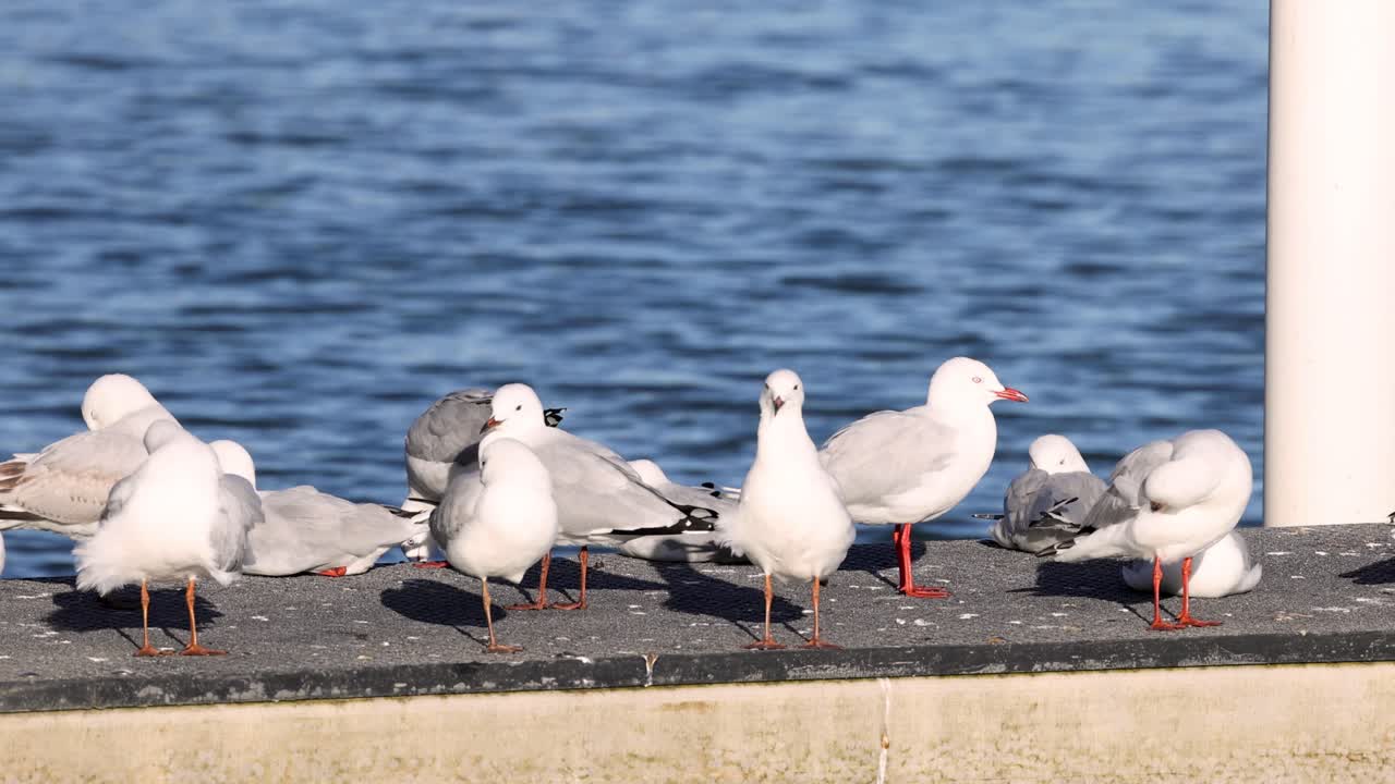 해변 의 빛 이 있는 절벽 에서 상호 작용 하는 바다표범 들