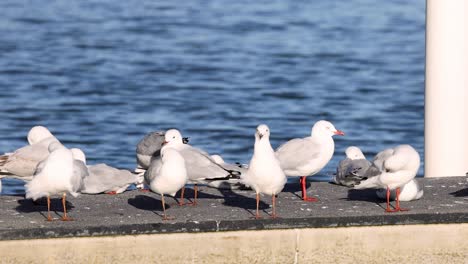 gaviotas interactuando en una cornisa soleada de la costa