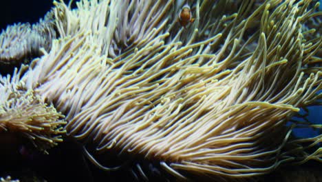 anemone tenticles flowing in the current with clown fish passing by