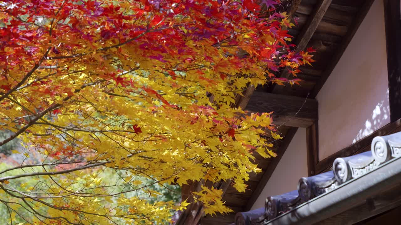 Beautiful close up view over fall colors at Japanese temple