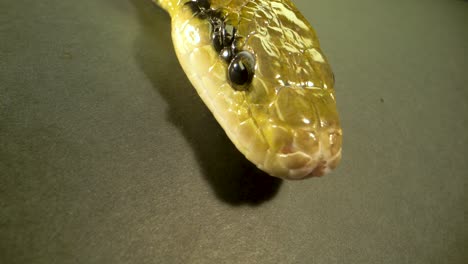 primer plano de la cabeza de una serpiente