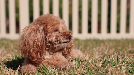close up shot of toy poodle sitting quietly on green grass in backyard.mp4