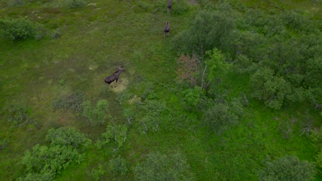 revealing three moose walking slowly over a swamp landscape in northern scandinavia