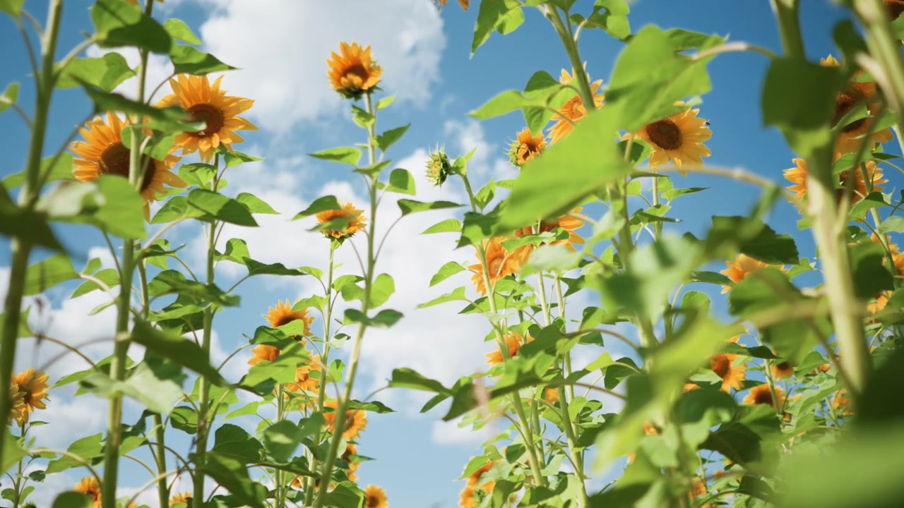 Close up of sunflowers swaying gently in field under bright sunlight with green leaves and blue sky visible through plants. Sunflower heads are at various stages of bloom creating depth