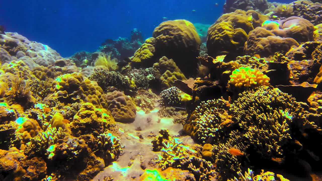 la vida es exuberante en este arrecife de coral en el océano azul con la luz del sol bajando por el agua