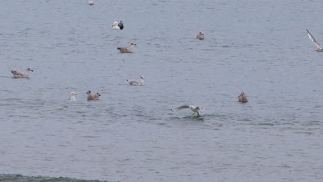 a seagull swoops and dives among a group of gulls floating on calm coastal waters, captured in natural daylight with a steady, wide shot