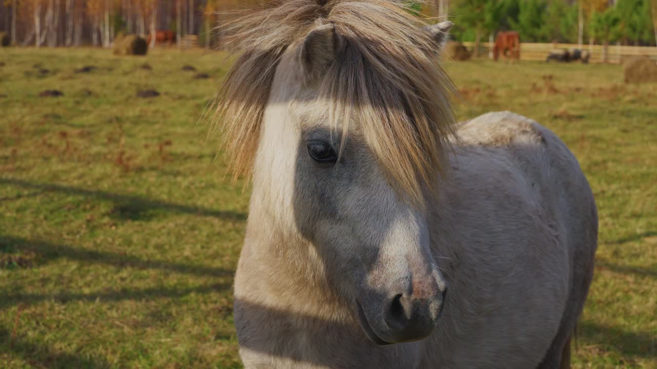Light Gray Pony in a Meadow