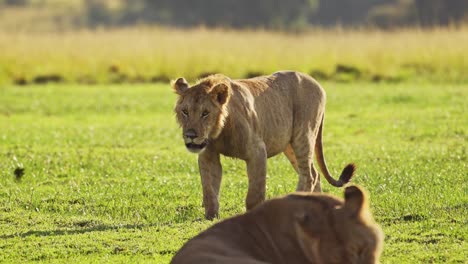 Toma-En-Cámara-Lenta-De-Hermosas-Leonas-Grandes-5-Cinco-Merodeando-Bajo-El-Sol-Mientras-Se-Pone-El-Sol,-Vida-Silvestre-Africana-En-La-Reserva-Nacional-Masai-Mara,-Kenia,-Animales-De-Safari-Africanos-En-Masai-Mara