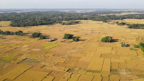 Panoramic-aerial-view-of-ripe-rice-paddy-fields-farmland,-Bangladesh