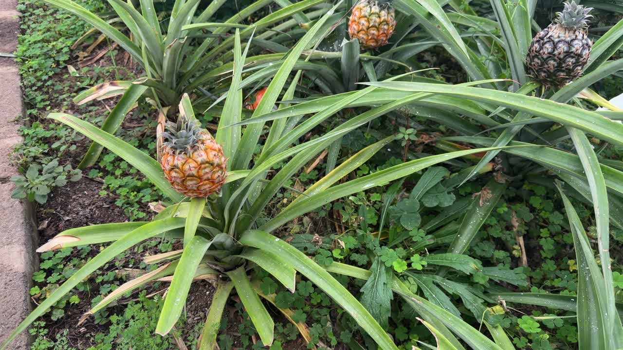 Ananas che crescono sulle piante in un campo a São Miguel, Azzorre, Portogallo