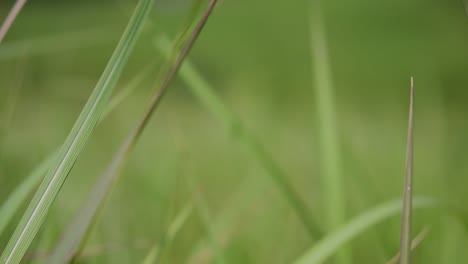 A-perennial-grass-native-to-tropical-and-subtropical-Asia-and-also-introduced-to-several-countries