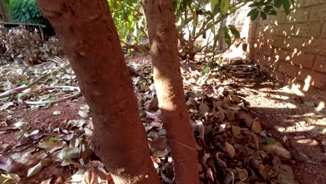 Camera-panning-down-a-tree-to-a-bed-of-dry-leaves-where-a-black-firearm-is-placed