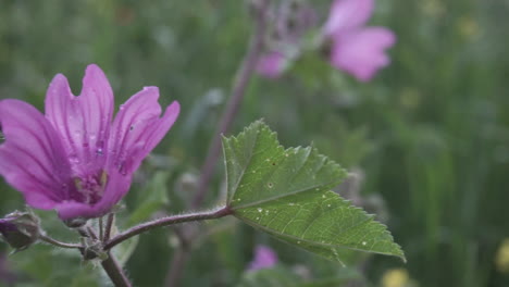 close up shot of pink petunia flowers 60fps