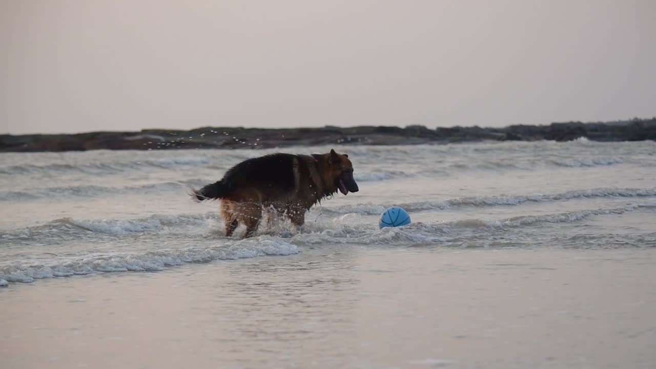joven perro pastor alemán persiguiendo la pelota en la playa en pequeñas olas | joven perro pastor alemán de humor juguetón jugando con una pelota en la playa