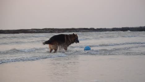 Junger-Deutscher-Schäferhund-Jagt-Hinter-Ball-Am-Strand-In-Kleinen-Wellen-|-Junger-Deutscher-Schäferhund-In-Spielerischer-Stimmung,-Der-Mit-Einem-Ball-Am-Strand-Spielt