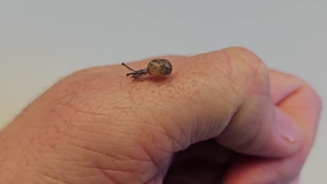 un pequeño caracol en un dedo de primer plano