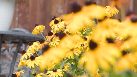 bright yellow flowers in a garden, with 2 focus pulls for transitions