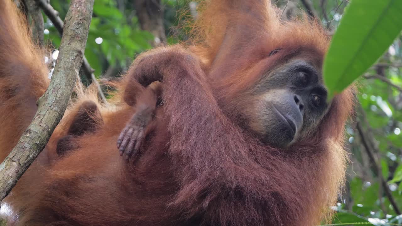 Primo piano al rallentatore di una mamma orango selvaggia che sposta il suo cucciolo addormentato a Bukit Lawang, Sumatra, Indonesia