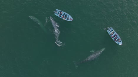 hermoso encuentro con la vida silvestre, ballenas jorobadas saltando por personas en botes - vista aérea de arriba hacia abajo