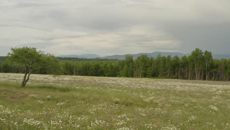 Ein-Baum-Steht-Allein-In-Einem-Brachliegenden-Feld,-Das-Mit-Wildblumen-Aus-Der-Luft-Bedeckt-Ist