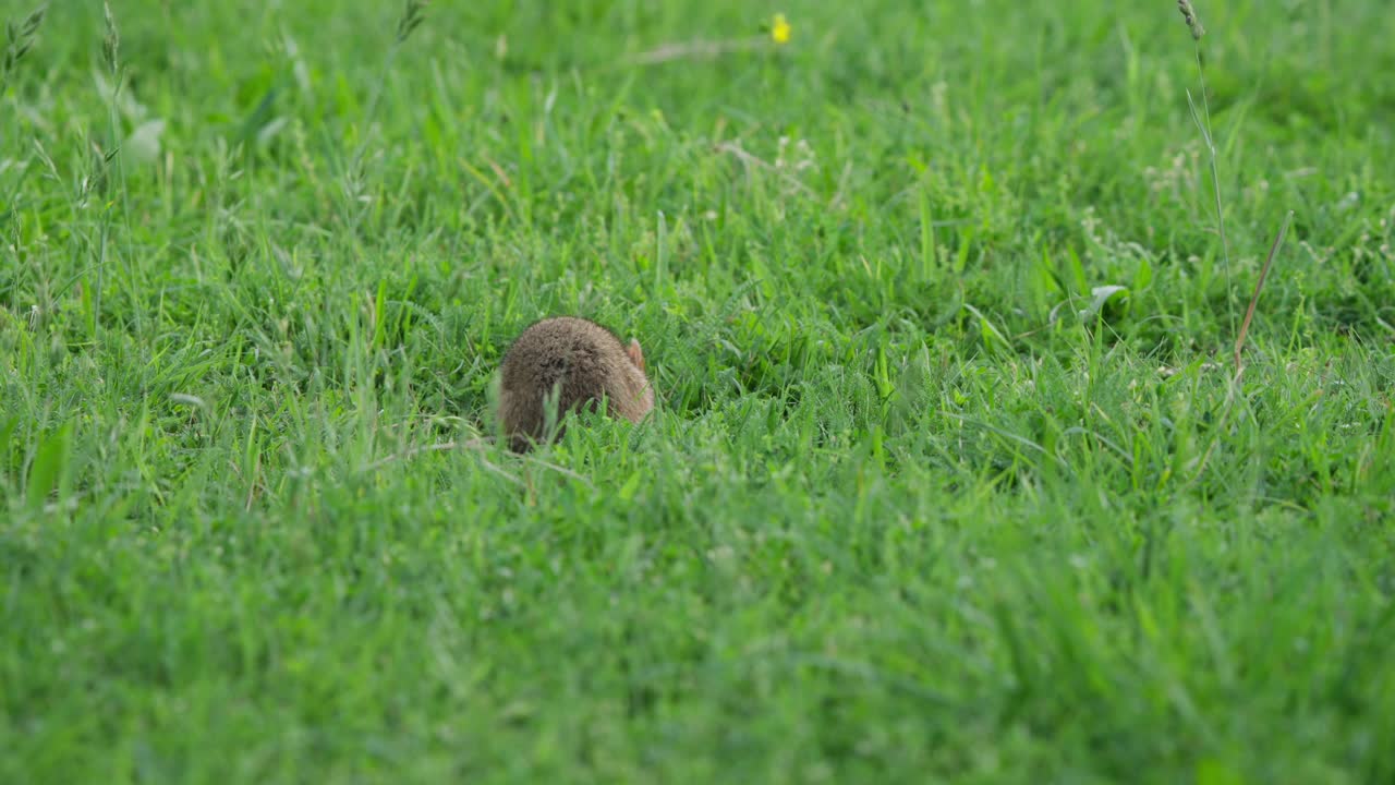 Hamster in green grass faces camera, pauses, turns 180 degrees, waits, then walks out of frame right. Natural outdoor wildlife-style scene with soft focus meadow background
