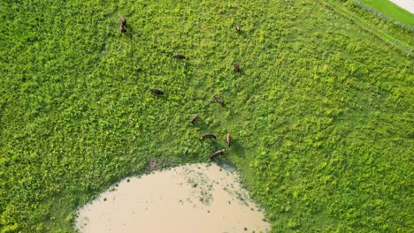 Aerial-topdown-pan-of-Bison-herd-in-pasture,-Battelle-Darby-Metro-Park,-Ohio