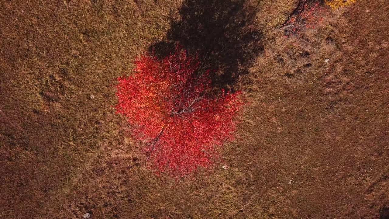 화창한 가을날 밝은 붉은 나무의 회전 드론 샷, 위쪽 전망
