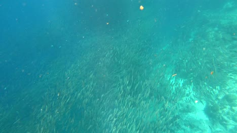 un enorme cardumen de sardinas flota justo encima del arrecife de coral en moalboal, filipinas