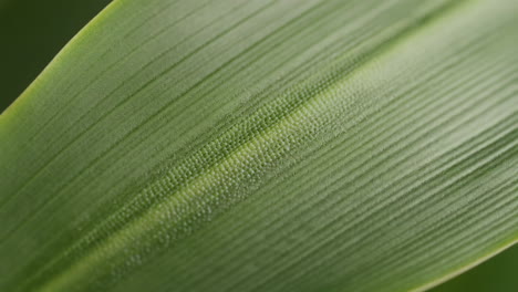 macro view of a green leaf's texture