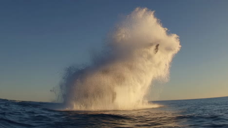 humpback whale tail slap