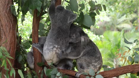 koalas interacting and bonding on a tree branch