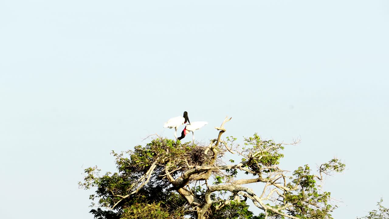 las cigüeñas jabiru reconstruyen su nido.