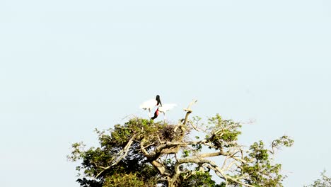 las cigüeñas jabiru reconstruyen su nido.
