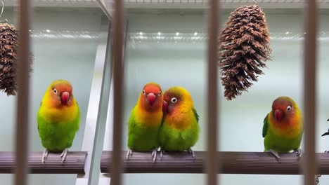 small little birds sun conure happily playing in the cage at a pet shop in sydney, australia